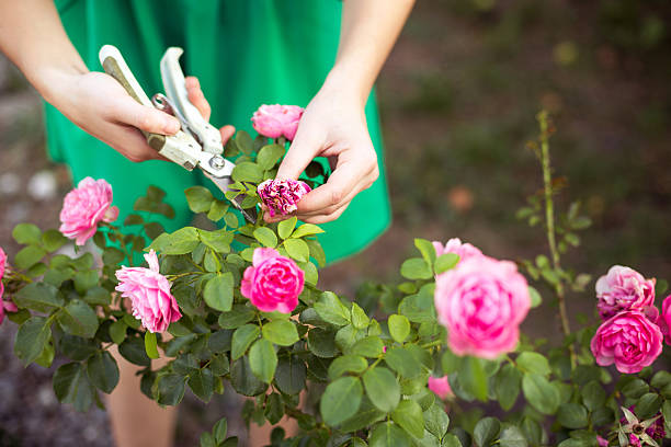 Affordable gardening services Glenfield