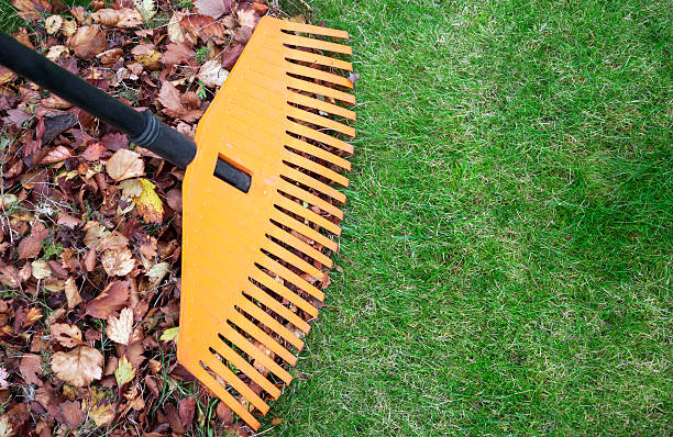 Garden services near me Auckland