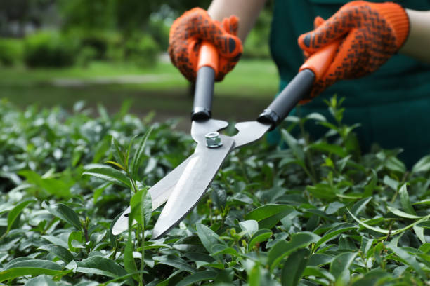 Gardening services North Shore Auckland