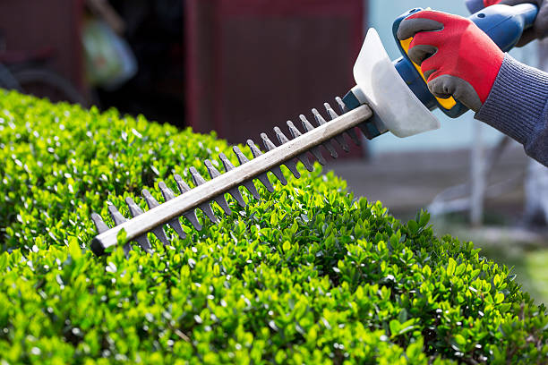 Hedge trimming services near me