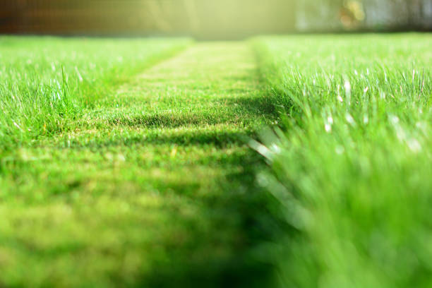 Lawn mowing