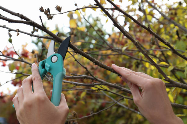 Tree pruning Glenfield