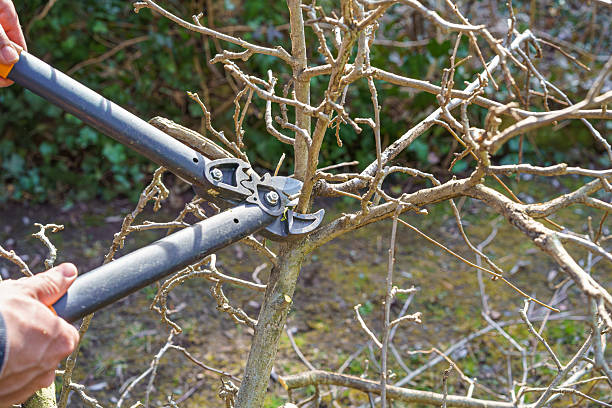 Tree pruning near me