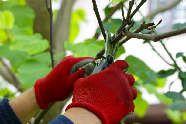 Tree pruning services