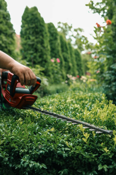 Hedge trimming North Shore Auckland