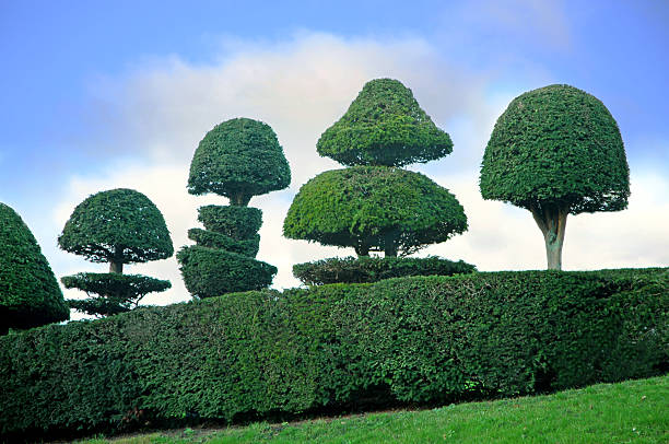 landscaping near me