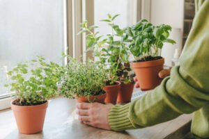 Herb Gardening