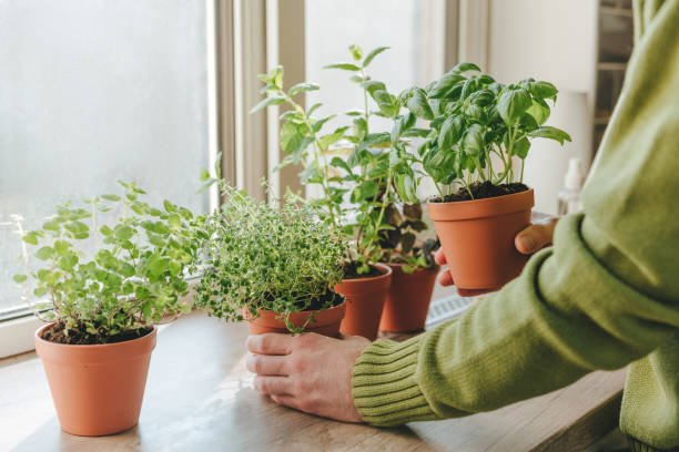 Herb Gardening