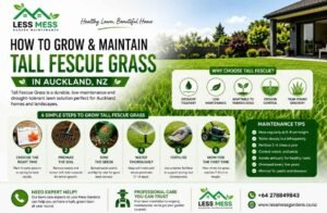 Maintain Tall Fescue Grass in Auckland