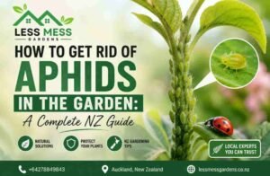 Gardening services North Shore Auckland how to get rid of aphids nz